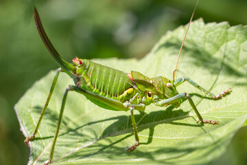 grasshopper on a leaf
