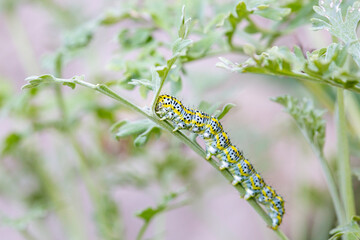 green worm eating plant