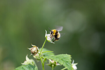 moving bumblebee on a raspberry blossom