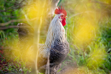 rooster in the field