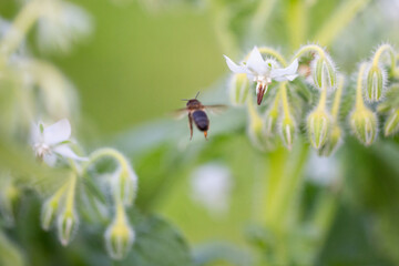 bee moving among the flowers