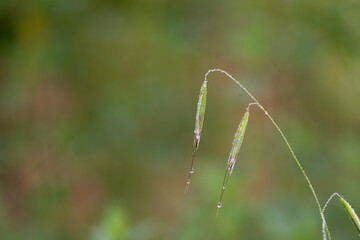 dew drops on grass
