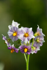 potato flower