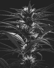 Wild cannabis plants, illuminated by sunlight. Hemp plant, organic. Medical marihuana products. Dark background with marijuana leaves. Shallow depth of field. Selective focus.
