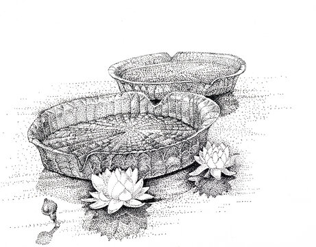 Victoria regia