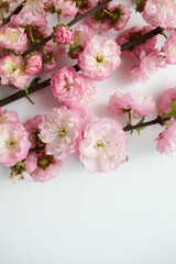 greeting card mockup. blossoming sakura branch. congratulation. invitation