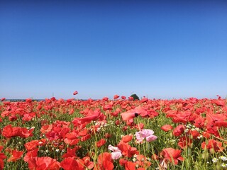 field of poppies