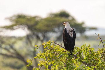 African Fish Eagle perched on high
