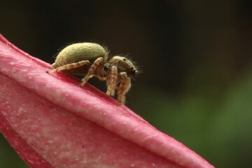 A tiny spider is perched on a flower.