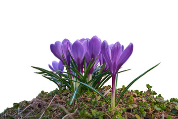 Spring flowers. Group of purple crocuses isolated on white background