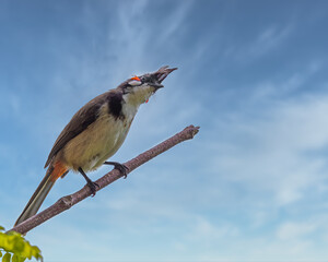 Red Whiskered Bulbul.looking in anxiety