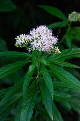 Flower, spring, herb, wild