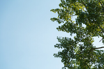 Green foliage of a tree on blue sky background