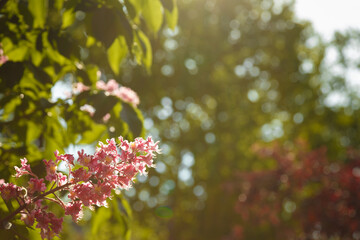 Red blossoming chestnut tree flowers, hybrid aesculus pavia. Springtime blossom.