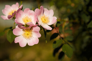 Beautiful pink rose hip or dog rose flowers on green spring bush. Copy space