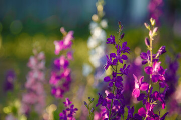 beautiful purple and pink Delphinium flowers in sunrays light, springtime blossom concept.