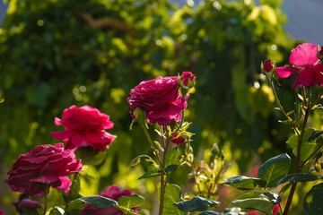 Green bush with beautiful pink rose flowers in sunlight. Springtime blossom concept.