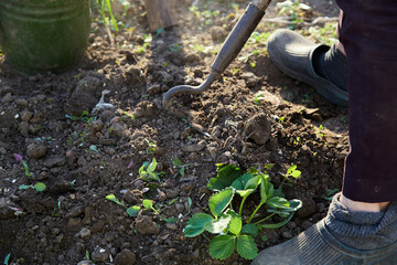 Planting strawberries in the garden. Spring works. Senior woman works with tool at sunset. High quality photo