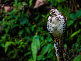 ave grande posada en una rama esperando alguna presa