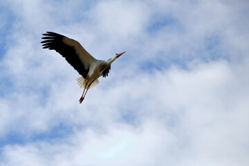 White stork in flight against blue sky with white clouds in winter.
