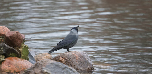 jackdaw by the pond