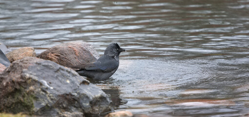 the jackdaw is bathing - obrazy, fototapety, plakaty