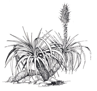 Yucca plant