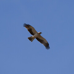 Pygmy Eagle, Zwergadler, Hieraaetus pennatus