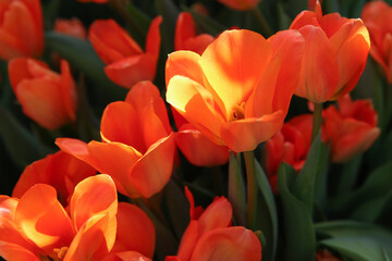 yellow-red tulips in the garden, blurred floral background