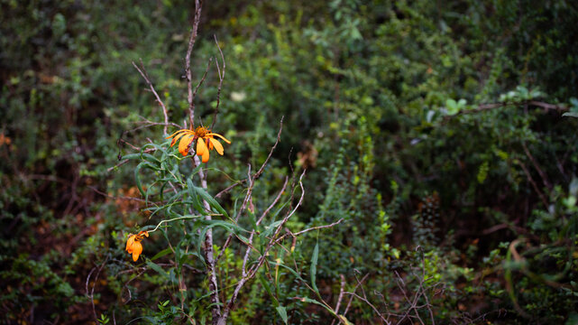 mutisia flower