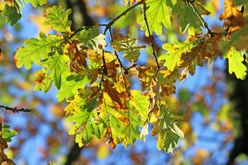 Oak leaves in Autumn	