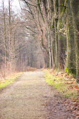 The path in the park in early winter