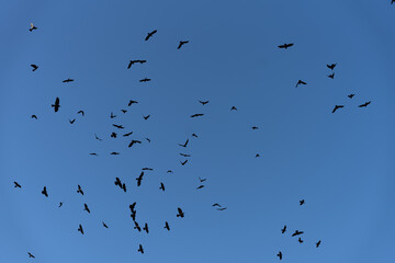 large flock of Jackdaw birds flying in a clear blue sky