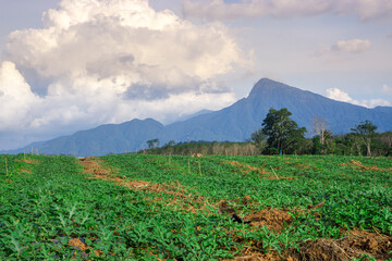 Fototapeta premium Watermelon farming area in the south of Thailand
