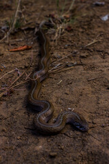 small snake on the way to the river