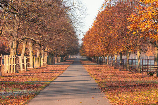 Early morning, autumn scene with treelined avenue at Bushy Park in London