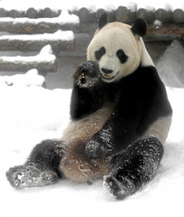 Giant panda (Ailuropoda melanoleuca), also known as panda bear or simply panda, on snow in winter © valeriyap