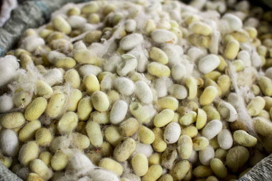The real raw silk