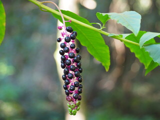 Obraz premium racimo de vegetal de frutos pequeños de color morado y forma esférica pendiendo de una rama de hojas verdes, la coruña, españa, europa