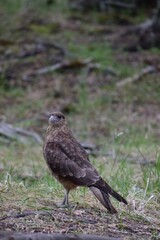 blackbird on the grass