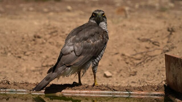 Northern goshawk (Accipiter gentilis) near water after having a bath.