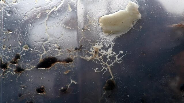 Myxomycete and tiny insects on the wall of the aquarium timelapse