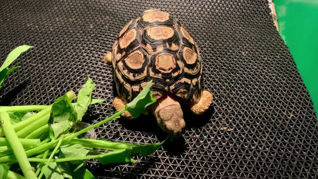 Leopard pardalis tortoise eating