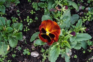 pansies or three spotted brothers 52