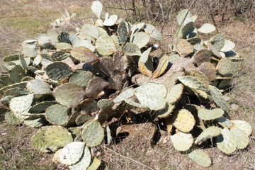 close up of a pile of dried mushrooms