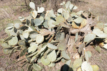 leaves on the ground