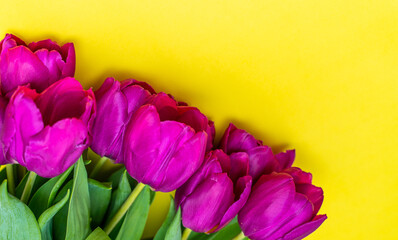 Mother's Day background. View from above. Beautiful bouquet of purple tulips on a yellow background.