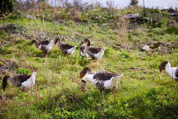 Goose. Several geese walk through an orchard