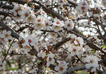  Close up of flowering almond trees. Israel.