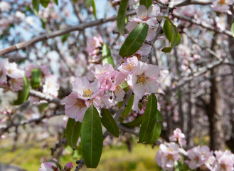 Pink almond tree flowers on a branch in the tree